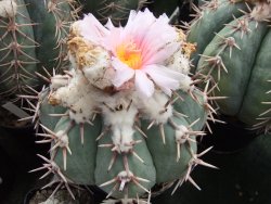 Echinocactus horizonthalonius Corazon del Monte pot 5,5 cm - 12415533