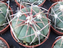 Echinocactus horizonthalonius Corazon del Monte pot 5,5 cm - 12415535