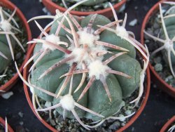 Echinocactus horizonthalonius Corazon del Monte pot 5,5 cm - 12415537