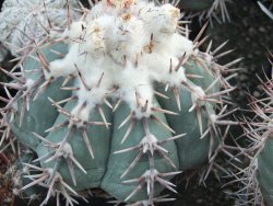 Echinocactus horizonthalonius Corazon del Monte pot 5,5 cm - 12415540