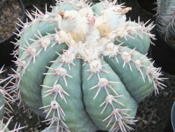 Echinocactus horizonthalonius Corazon del Monte pot 5,5 cm - 12415541