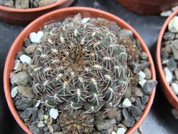Sulcorebutia pulchra VS 416 pot 5,5 cm