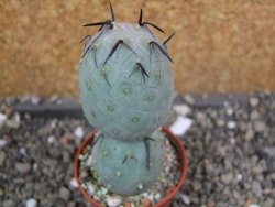 Tephrocactus geometricus pot 5,5 cm