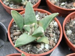 Ariocarpus retusus scapharostroides El Sabinito MM154 pot 5,5 IA