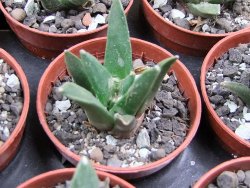 Ariocarpus retusus scapharostroides El Sabinito MM154 pot 5,5 IA - 12400811