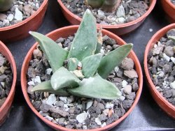 Ariocarpus retusus scapharostroides El Sabinito MM154 pot 5,5 IA - 12400812