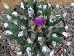 Ariocarpus agavoides pot 10 cm cites IA
