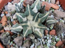 Ariocarpus kotschoubeyanus elephantidens Vista Hermosa pot 5,5 cm