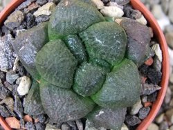 Ariocarpus lloydii pot 5,5 cm