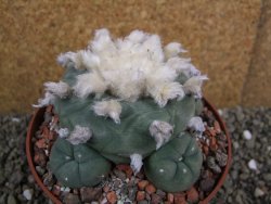 Lophophora difusa XXl pot 12 cm