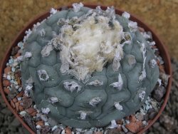 Lophophora fricii Viesca pot 10 cm - 12401127