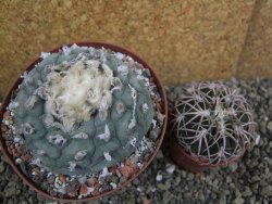 Lophophora fricii Viesca pot 10 cm - 12401132