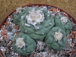 Lophophora fricii Viesca pot 10 cm