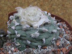 Lophophora fricii Viesca pot 10 cm