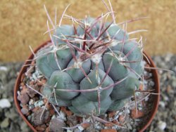 Thelocactus hexaedrophorus major pot 9 cm