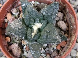 Ariocarpus fissuratus Puertecitos, pot 5,5 cm