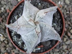 Astrophytum Onzuko X ornatum pot 6,5 cm