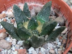 Ariocarpus scapharostrus hrubá forma, pot 5,5 cm