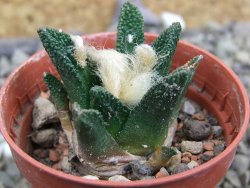 Ariocarpus bravoanus El Ňuňez pot 5,5 cm