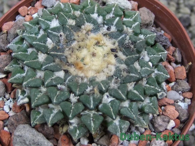 Ariocarpus kotschoubeyanus sladkovskii Rio Verde pot 8,5 cm