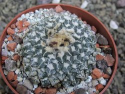 Ariocarpus kotschoubeyanus albiflorus Tula pot 6,5 cm