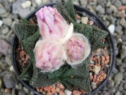 Ariocarpus fissuratus Cuatro Cienegas, pot 5,5 cm - 12401887