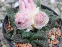 Ariocarpus fissuratus Cuatro Cienegas, pot 5,5 cm