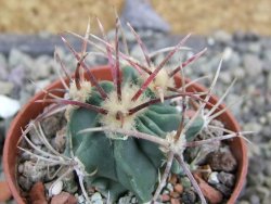 Echinocactus parryi Ciudad Juarez, pot 5,5 cm