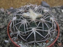 Gymnocalycium spegazzinii punillaense Tom 06-81/1 El Obelisco, pot 6,5 cm - 12402695