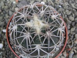 Gymnocalycium spegazzinii punillaense Tom 06-81/1 El Obelisco, pot 6,5 cm - 12402696