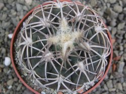 Gymnocalycium spegazzinii punillaense Tom 06-81/1 El Obelisco, pot 6,5 cm - 12402698