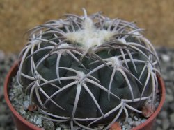 Gymnocalycium spegazzinii punillaense Tom 06-81/1 El Obelisco, pot 6,5 cm - 12402699