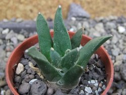 Ariocarpus retusus scapharostroides El Sabinito pot 5,5 cm - 12402812