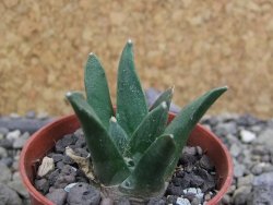 Ariocarpus retusus scapharostroides El Sabinito pot 5,5 cm - 12402813