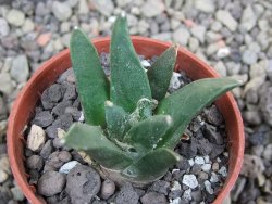 Ariocarpus retusus scapharostroides El Sabinito pot 5,5 cm - 12402814