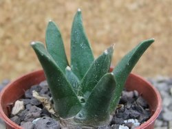 Ariocarpus retusus scapharostroides El Sabinito pot 5,5 cm