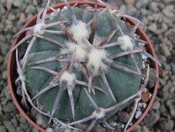 Echinocactus horizonthalonius Corazon del Monte pot 6,5 cm - 12402863