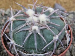 Echinocactus horizonthalonius Corazon del Monte pot 6,5 cm - 12402865