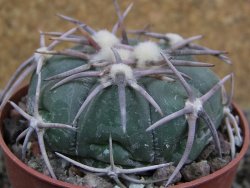 Echinocactus horizonthalonius Corazon del Monte pot 6,5 cm - 12402866