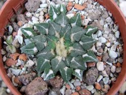 Ariocarpus kotschoubeyanus sladkovskii Rio Verde pot 5,5 cm