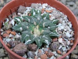 Ariocarpus kotschoubeyanus sladkovskii Rio Verde pot 5,5 cm - 12402884