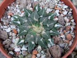 Ariocarpus kotschoubeyanus sladkovskii Rio Verde pot 5,5 cm - 12402885