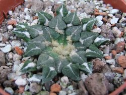 Ariocarpus kotschoubeyanus sladkovskii Rio Verde pot 5,5 cm - 12402886