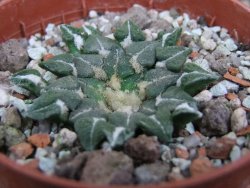 Ariocarpus kotschoubeyanus sladkovskii Rio Verde pot 5,5 cm - 12402887