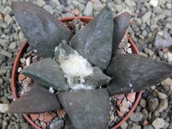 Ariocarpus confusus Dolores pot 6,5 cm cm Cites IA