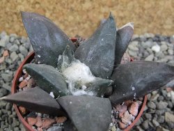 Ariocarpus confusus Dolores pot 6,5 cm cm Cites IA - 12402930