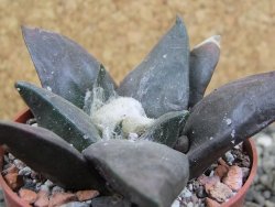 Ariocarpus confusus Dolores pot 6,5 cm cm Cites IA - 12402932