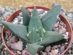 Ariocarpus trigonus Palmilas pot 6,5 cm