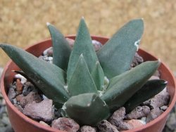 Ariocarpus trigonus Palmilas pot 6,5 cm - 12402937