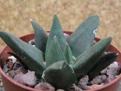 Ariocarpus trigonus Palmilas pot 6,5 cm - 12402938
